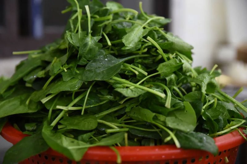 One of the Four Reasons to Eat Vegetarianism: Based on Health
