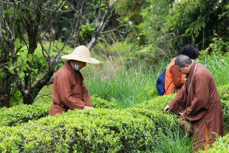 The origin of Zen tea