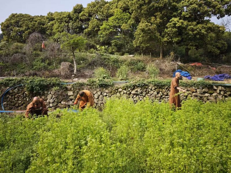 The monks and commoners walked out of the slope to pull grass, laughing and laughing lightly